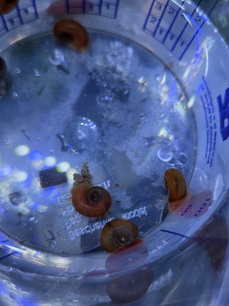 Posthoornslakken, Dieren en Toebehoren