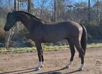 " Touch of Heaven " chique apart bewegende dressuur ruin 3jr, Animaux & Accessoires, Chevaux, Cheval de dressage, Hongre, 165 à 170 cm