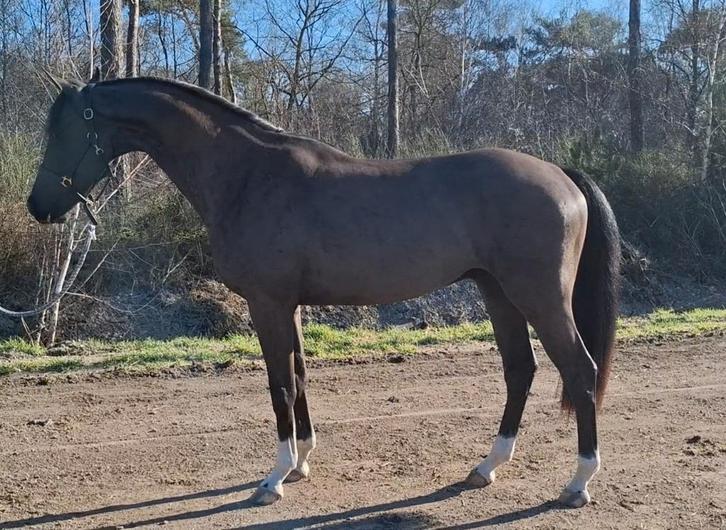 " Touch of Heaven " chique apart bewegende dressuur ruin 3jr, Animaux & Accessoires, Chevaux, Hongre, Non dressé, 165 à 170 cm