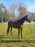Engelse volbloed / ier, Dieren en Toebehoren, Paarden, Merrie