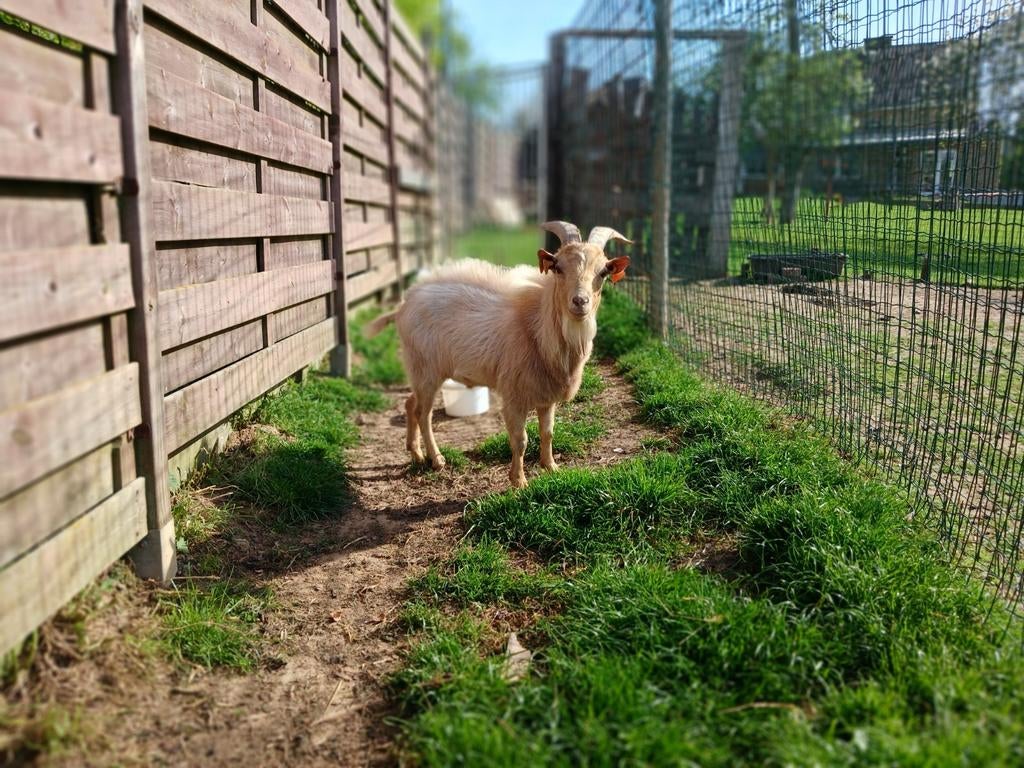 Geiten bok, Dieren en Toebehoren