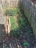 25 kleine plantjes lonicera, Tuin en Terras, Planten | Tuinplanten, Ophalen, Vaste plant, Overige soorten