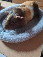 Zeugje te koop, Dieren en Toebehoren, September, Vrouwelijk, Cavia