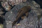 kleine pleco's, Vis, Zoetwatervis