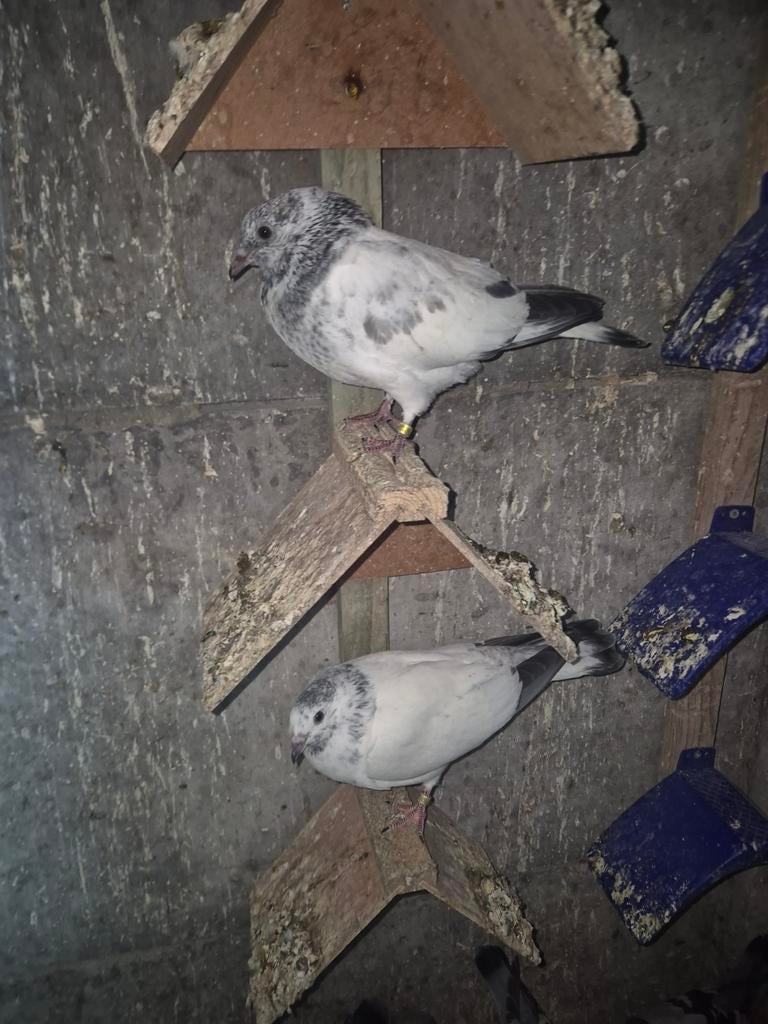 20€ jonge Pakistan hoogvlieger, Dieren en Toebehoren