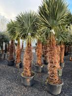 Palmbomen winterhard , trachycarpus fortunei ,, Tuin en Terras, Ophalen