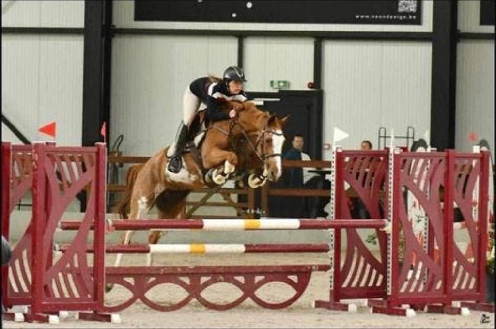 Spring merrie, Dieren en Toebehoren, Paarden, Merrie, Z, 160 tot 165 cm, 11 jaar of ouder, Springpaard, Met stamboom, Gechipt