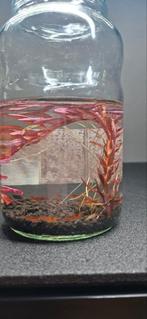 Neocaridina Davidi Red Cherry 10+1 gratuite pour 20€, Enlèvement, Neuf, Autres types