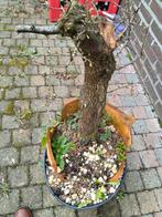 Meidoorn stam, Ophalen