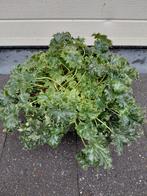 Heuchera Appel Crisp, Tuin en Terras, Ophalen, Halfschaduw