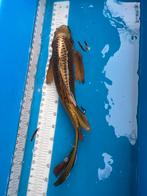 55 cm ghost vlinder koi, Dieren en Toebehoren, Vissen | Vijvervissen, Karper of Koi