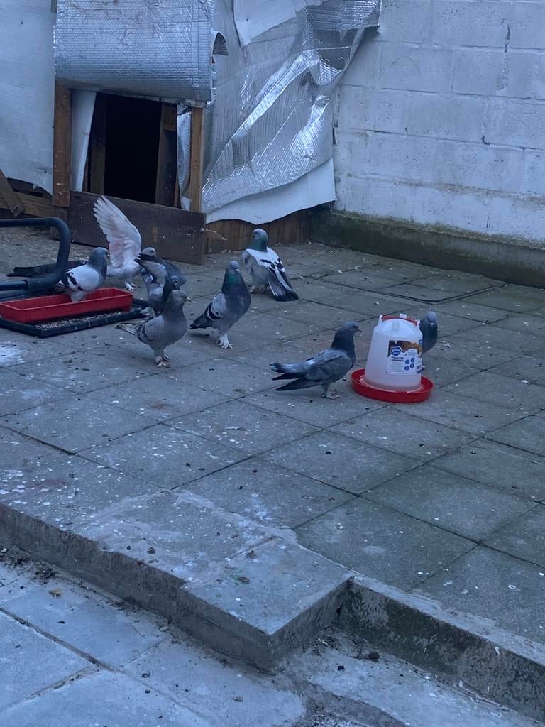 Türkische takla, Dieren en Toebehoren