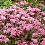 Sedum Matrona, Tuin en Terras, Ophalen, Vaste plant, Volle zon
