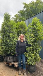 Portugese laurier 180-200 recht uit de kwekerij Oisterwijk, Tuin en Terras, Ophalen of Verzenden, Laurier