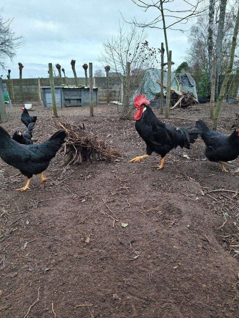 Verse broedeieren leghorn zwart, Dieren en Toebehoren, Pluimvee, Geslacht onbekend, Kip