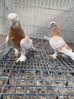 Süper önden güllü limon, Dieren en Toebehoren