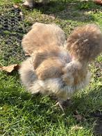 USA zijdehoender hennen