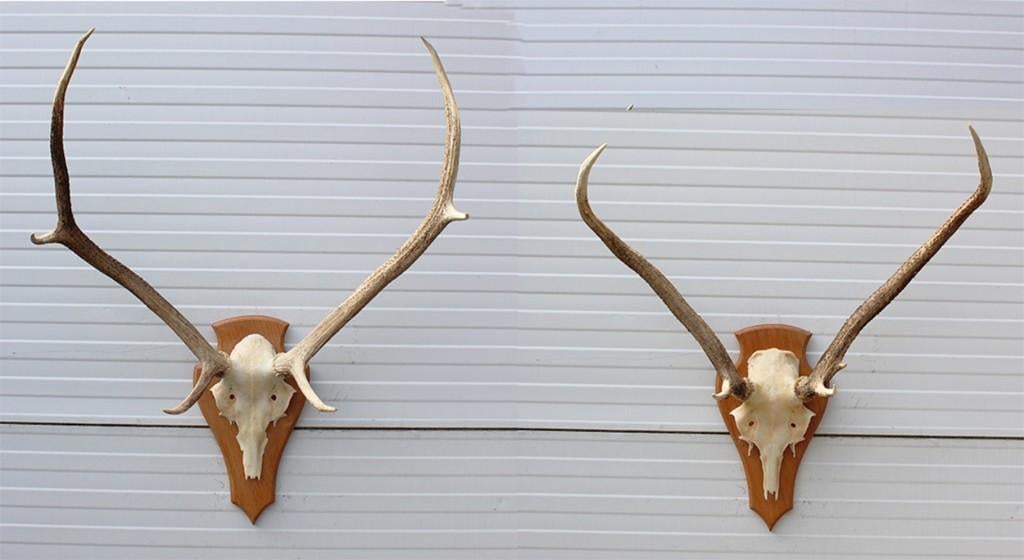 3 x EDELHERT GEWEI op licht schild - SCHOTLAND, Collections, Collections Animaux, Utilisé, Bois ou Tête, Cerf, Enlèvement