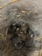 NHD - mini lop, Dieren en Toebehoren, Geslacht onbekend, Klein, Hangoor, 0 tot 2 jaar