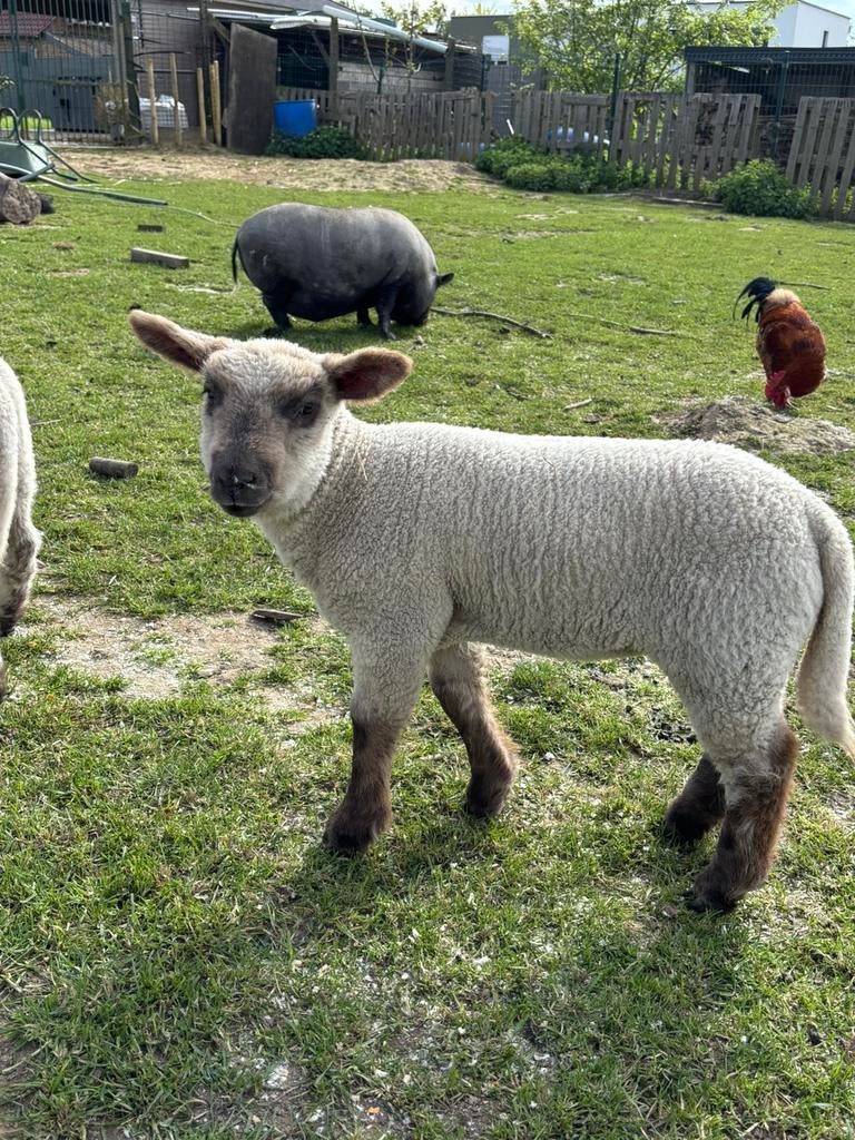 1 ooi en 1 bokmam te koop, Animaux & Accessoires, Moutons, Chèvres & Cochons