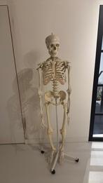 Anatomisch skelet, Ophalen, Zo goed als nieuw