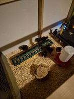 Kuiken mechelsekoekoek, Dieren en Toebehoren, Pluimvee, Geslacht onbekend, Kip