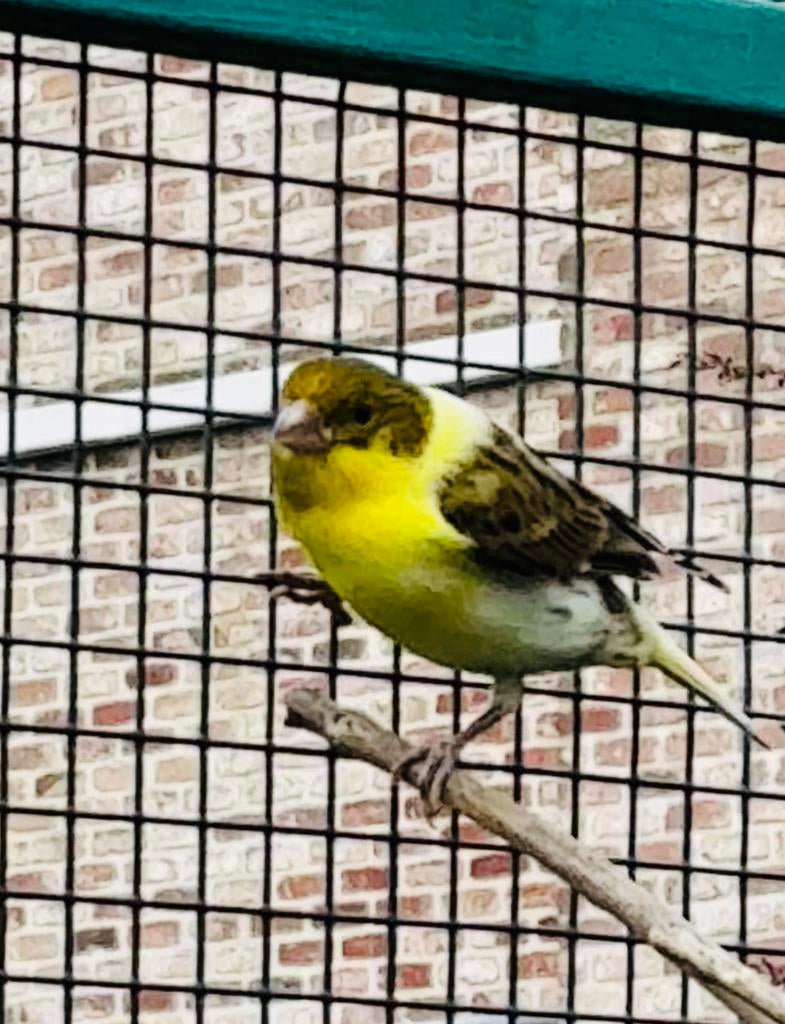 Kanarie man, Dieren en Toebehoren, Mannelijk