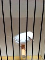 Wit recessief mannen (kanarie), Dieren en Toebehoren, Vogels | Kanaries, Mannelijk, Kleurkanarie