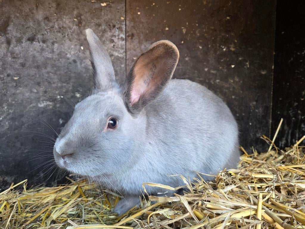 Blauw Van Beveren, Mâle, Taille moyenne, 0 à 2 ans