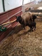 Schaap met lammeren, Dieren en Toebehoren, Schaap