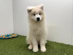 Samojeed pups, België, Keeshond, 8 tot 15 weken, Parvo