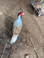 Zilveren fazantenkoppel 2025 ring, Dieren en Toebehoren, Vogels | Overige Vogels, Meerdere dieren, Tropenvogel, Geringd