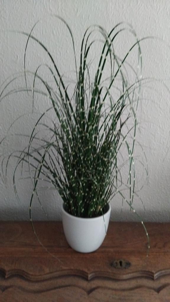 Très jolie plante artificielle, Autres espèces, En pot, Enlèvement ou Envoi, Moins de 100 cm