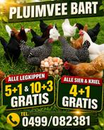 poules pondeuses 5+1/10+3 et poules d'ornement 4+1, Femelle, Poule ou poulet