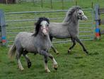 Welsh A jaarling hengsten., Dieren en Toebehoren, Pony's, Hengst, B pony (1.17m tot 1.27m), Met stamboom, 0 tot 2 jaar