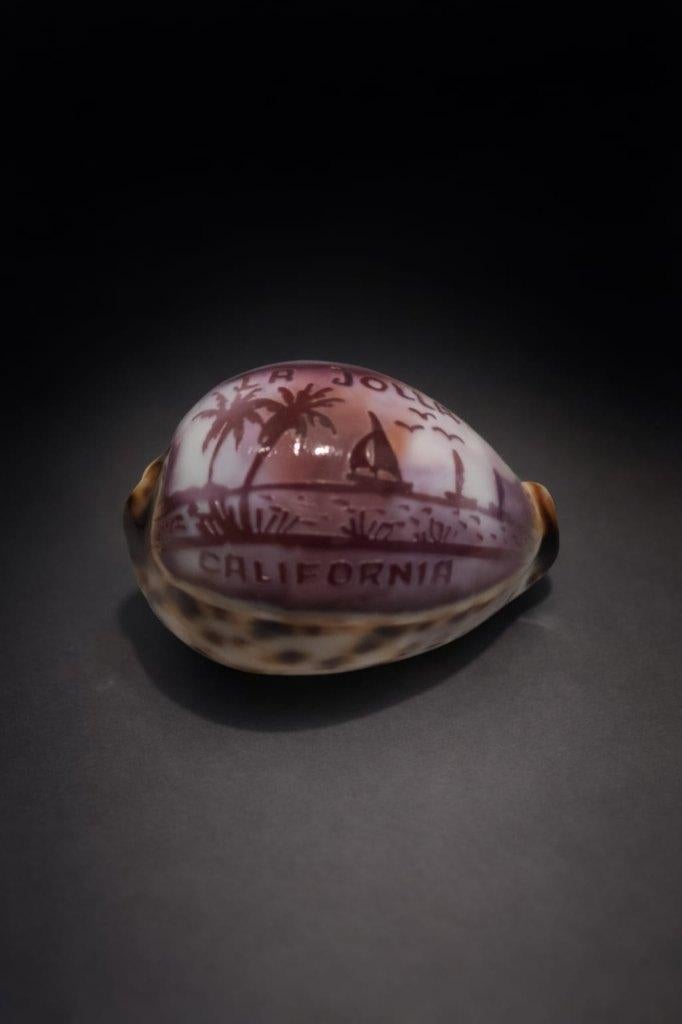 Zeeschelp, toeristisch souvenir uit La Jolla in Californië, Ophalen of Verzenden, Schelp(en)