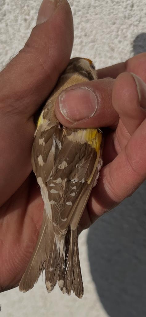 Chardonneret parva brun pastel Normandie orne, Animaux & Accessoires, Oiseaux | Oiseaux Autre, Plusieurs animaux, Oiseau chanteur sauvage