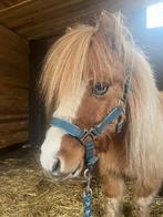 Super knappe Shetlander, Dieren en Toebehoren, Ruin, Recreatiepony, 7 tot 10 jaar