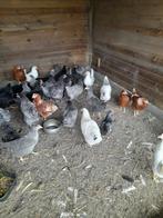 Legkippen en araucanas, Dieren en Toebehoren, Pluimvee