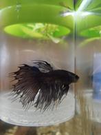 Betta Crowntail, Animaux & Accessoires, Poissons | Poissons d'aquarium