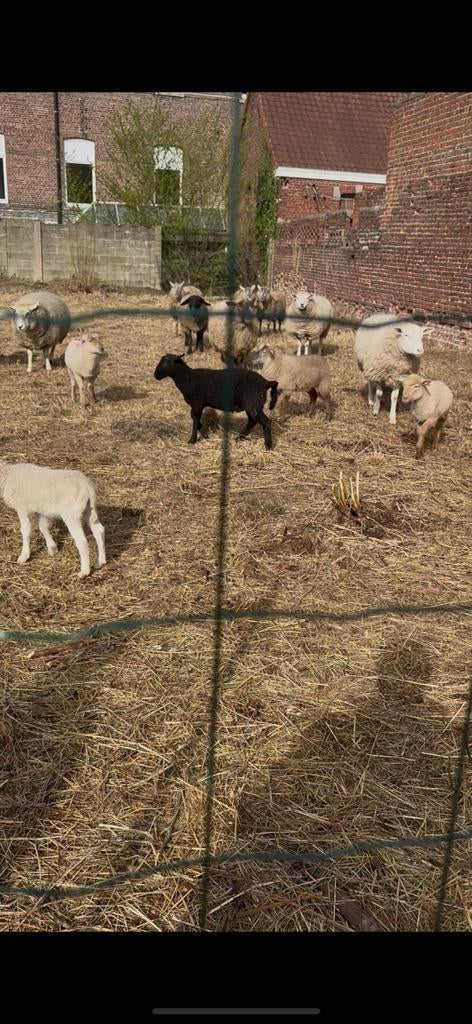Plsuieur femelle mouton, Enlèvement