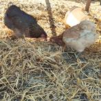 Arbre reproducteur de perdrix Araucana