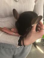 2 super mooie aparte kleuren chinchilla vrouwtjes, Chinchilla, Domestique, Janvier, Femelle