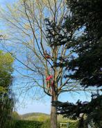 Bomen kappen / snoeien