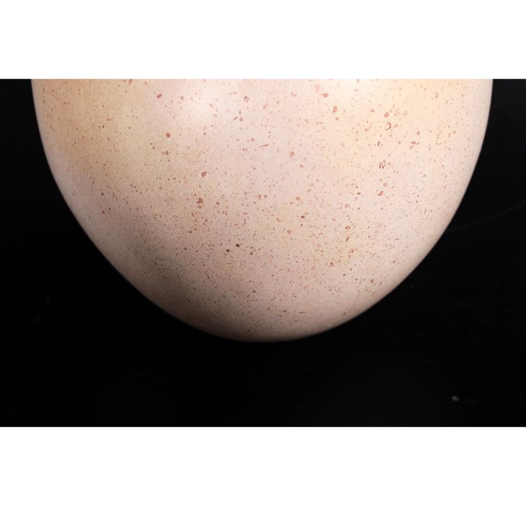 Décoration d'œufs de sauropode — Dinosaure, Enlèvement, Neuf