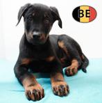 Beauceron mâles, chiots robustes à vendre (belges), Commerçant, Chien (mâle), Autres races, Belgique