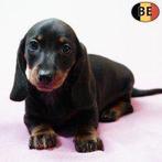 Teckel à poil court, Noir et Feu - chiot belge à vendre, Commerçant, Poils courts, Chienne, Belgique