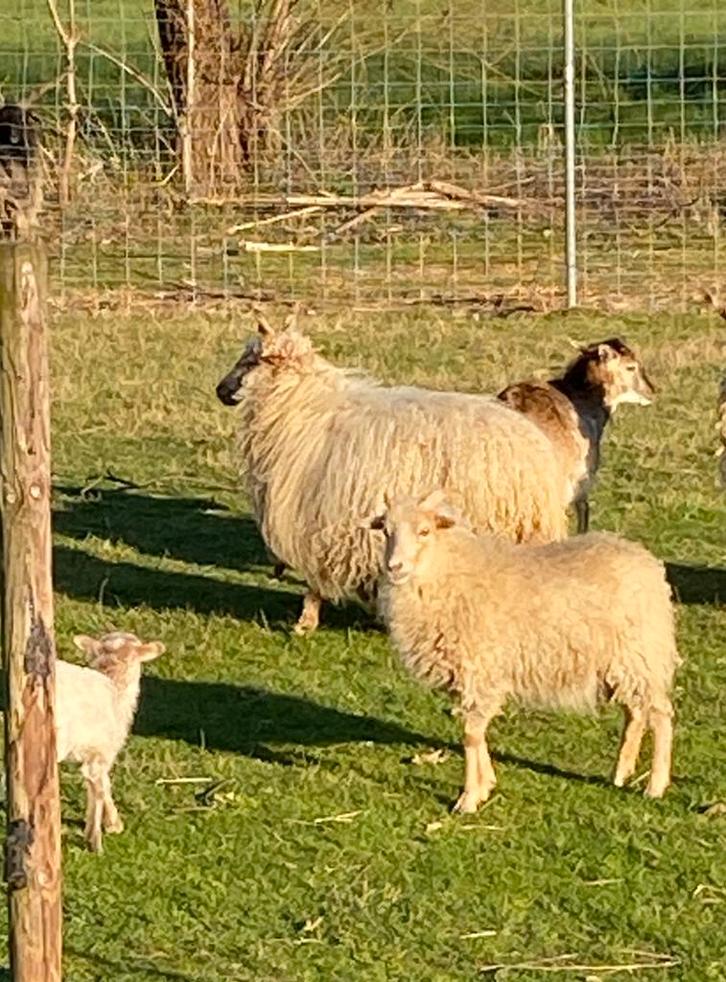 Berbis 3 ans, Animaux & Accessoires, Moutons, Chèvres & Cochons, Mouton, Femelle, 3 à 5 ans