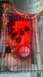 Kuikens Mechelse koekoek, Dieren en Toebehoren, Pluimvee