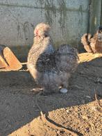 Silkfowl usa coq, Mâle, Poule ou poulet